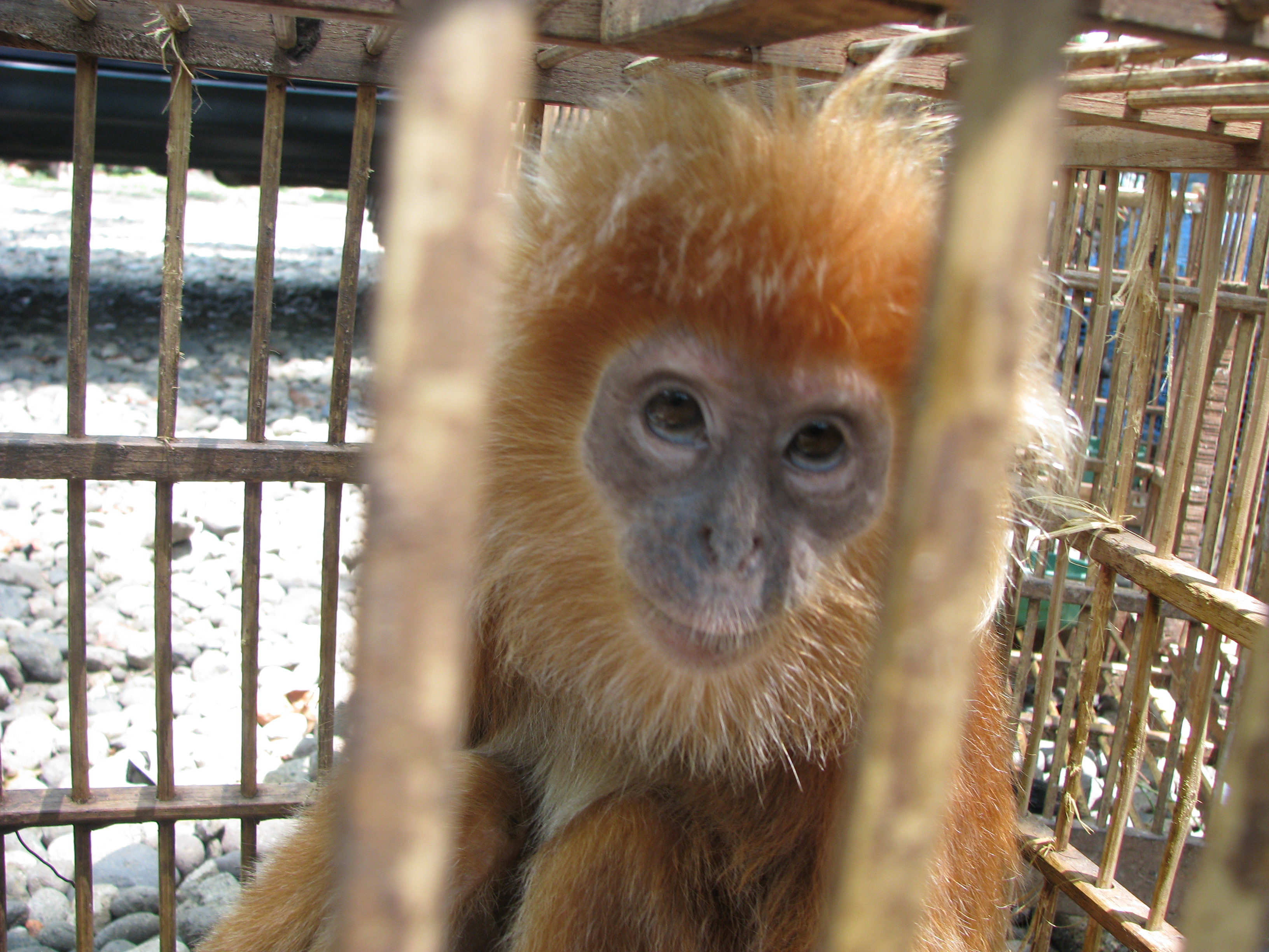 Tentang Primata Indonesia Dan Aksi Profauna Untuk Menyelamatkannya