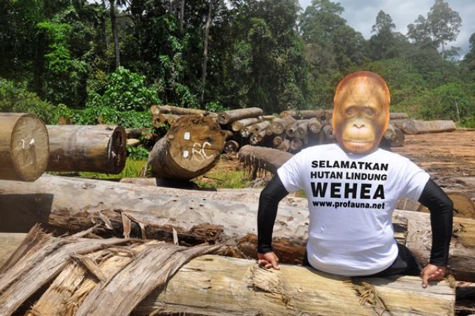 Profauna kampanye penyelamatan hutan Wehea
