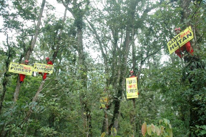 ProFauna Menolak Wacana untuk Memasukkan Perkebunan Sawit Sebagai Bagian dari Hutan