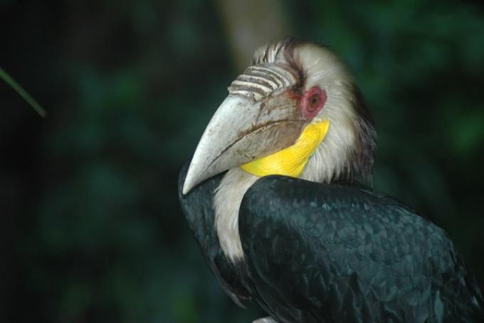 Mengenal Rangkong, Burung Unik yang Penting Bagi Kelestarian Hutan |  PROFAUNA