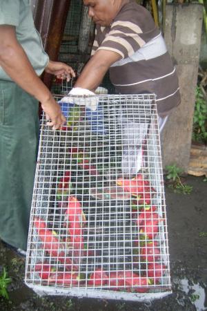 Forestry Officers Supported by ProFauna Indonesia Confiscated and Released 27 Parrots in Maluku