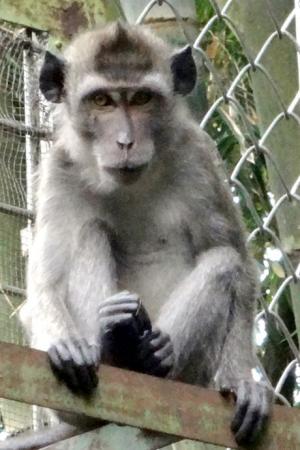 ProFauna Saves Two Monkeys Becoming Victims of Wildlife Poaching (Macaca fascicularis)