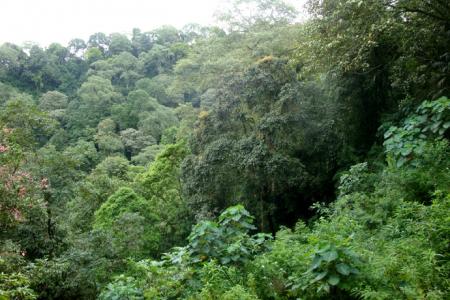 Kawasan Hutan Taman Nasional Bromo Tenger Semeru (TNBTS)