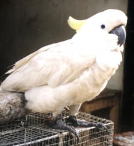 kakatua jambul kuning yang diperdagangkan di pasar burung