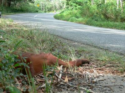 primata mati di pinggir jalan Kalimantan