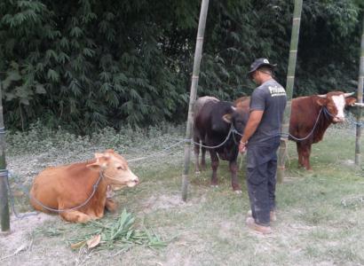 penampungan satwa ternak di Kediri