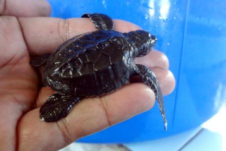 Help sea turtle conservation on Perancak Beach, Bali