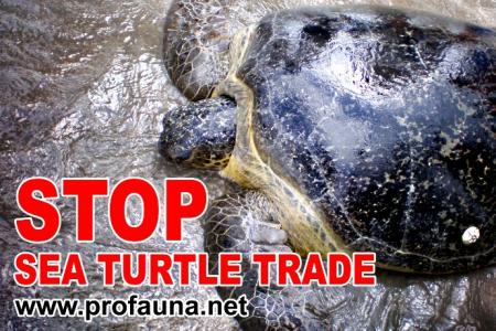 Stop Sea Turtle Trade