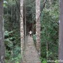 jembatan gantung di hutan Wehea