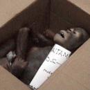 Penyelundupan bayi orangutan