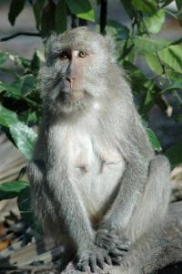 Monyet ekor panjang (Macaca fascicularis)