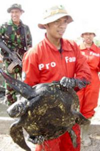 Saving the sea turtle with Australian troops