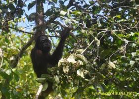 orangutan di hutan lindung Wehea
