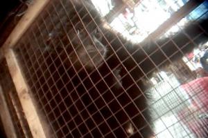 Gibbon di 16 Ilir Palembang, Sumatera Selatan