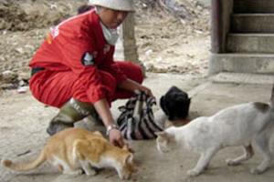 Feeding domestic animals such as cows, dogs and cats