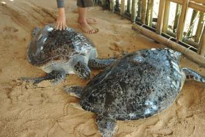 Sea turtles displayed in Tanjung Benoa