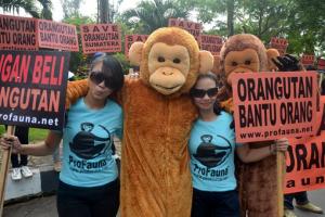 ProFauna Indonesia Launched "Ride for Orangutan 2013"