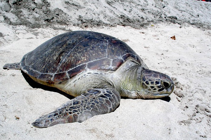 About Indonesian Sea Turtles | PROFAUNA