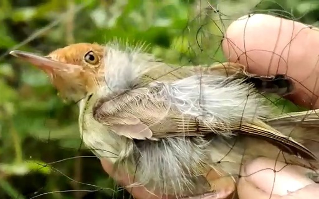 Preventing Bird Extinction, Large Bird Nets installed in Arjuna