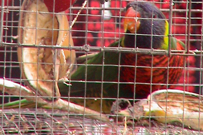 The Illegal Parrot Trade in Bali Increases
