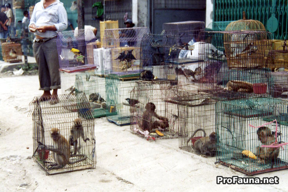 Photos of Wildlife trade in Indonesia PROFAUNA