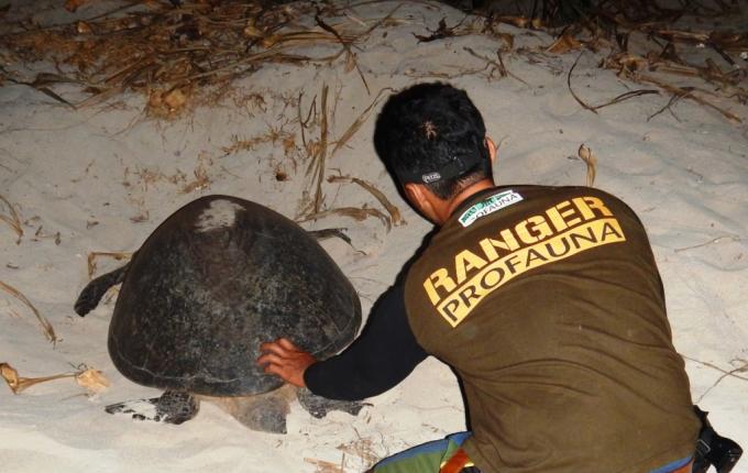 Ranger PROFAUNA rescue sea turtle