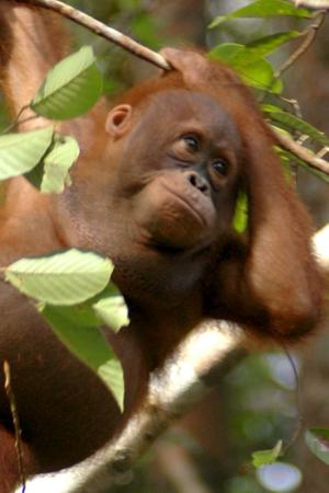 Orangutan mengekspresikan perilaku alaminya di hutan