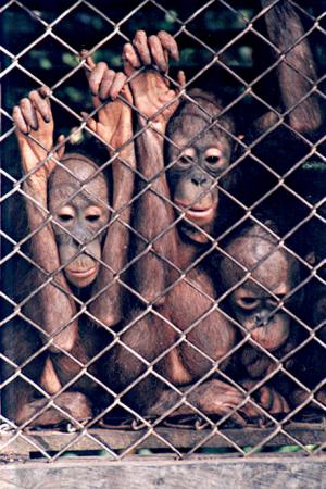 Babies of orangutan sold at bird markets freely