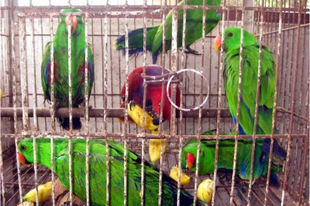 ProFauna Protests The Shipment of Moluccan Parrots by Allegedly Corrupt Army Officers