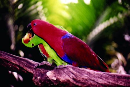 Illegal Parrot Trade in Maluku Continues
