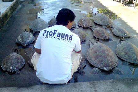 Freedom for Sea Turtles in Bali