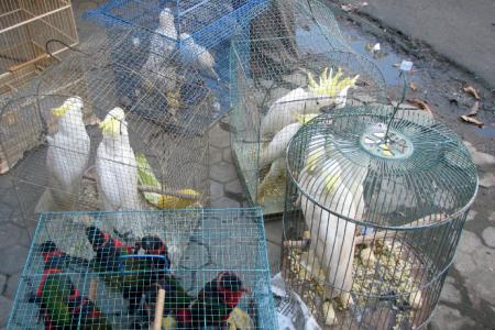 Indonesian Police Revealed The Illegal Wildlife Trade Syndicate in Surabaya