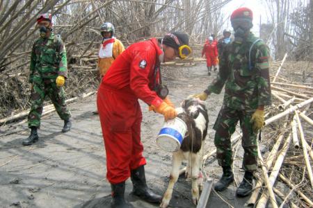 Together help the animals in Merapi eruption response