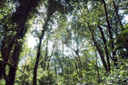 About Forests in Kalimantan