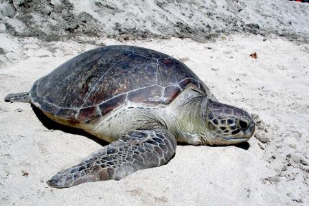 About Indonesian Sea Turtles