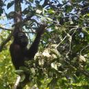 Orangutan Wehea