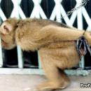 Monkey trade for meat