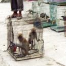 Perdagangan primata di pasar burung Medan