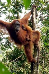 Sumatran orangutan (Pongo abelii)