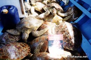 Sea turtle trade in Bali