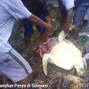 Pembantaian penyu di Sulawesi