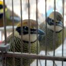 Burung Paok (Pitta guajana)