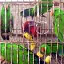 ProFauna Protes Pengiriman Burung Nuri Asal Maluku oleh Oknum TNI AD