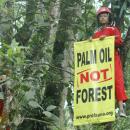 ProFauna Menolak Wacana untuk Memasukkan Perkebunan Sawit Sebagai Bagian dari Hutan