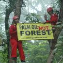 kampanye hutan PROFAUNA