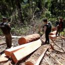 illegal logging Malang selatan
