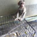 primata yang diperdagangkan di Bali