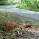 primata mati di pinggir jalan Kalimantan